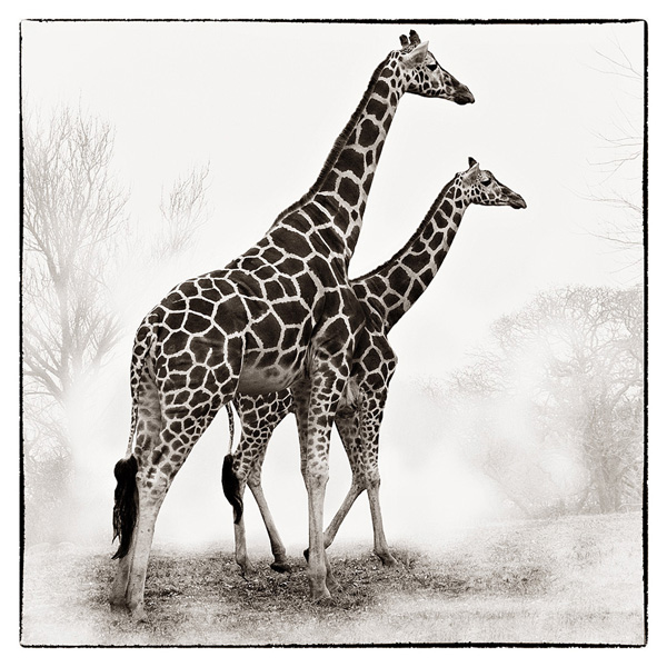 Giraffe II - Debra Van Swearingen