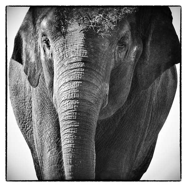 Elephant I - Debra Van Swearingen