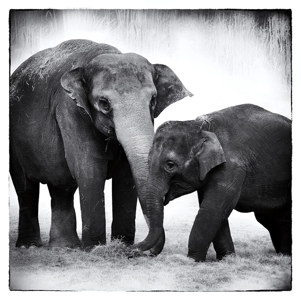 Elephant III - Debra Van Swearingen