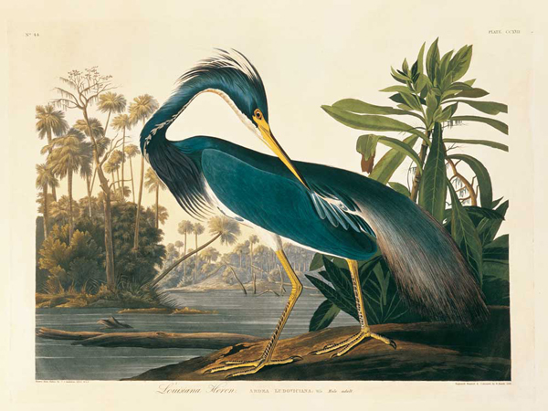 Louisiana Heron Plate 217 - Porter Design