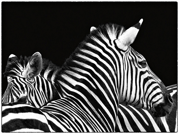 Zebra I - Debra Van Swearingen