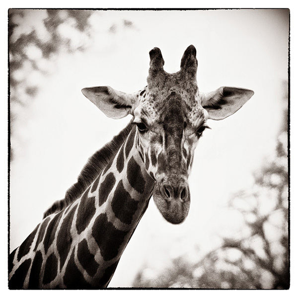 Giraffe I - Debra Van Swearingen
